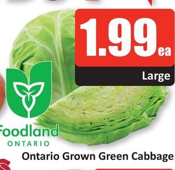 Starsky Ontario grown green cabbage offer