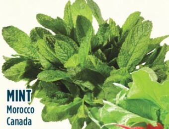 Marché Adonis Mint offer
