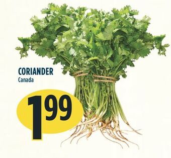 Marché Adonis Coriander offer