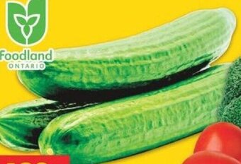 No Frills ENGLISH CUCUMBERS offer