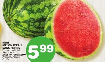 Marches Tradition Seedless mini water melon offer