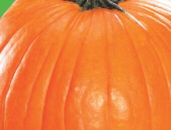 Marché Richelieu Citrouille | pumpkin offer