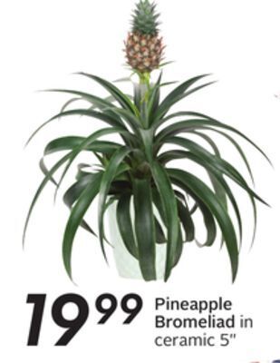 Sobeys Pineapple bromeliad in offer
