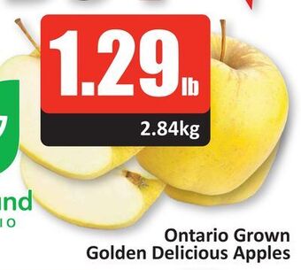 Starsky Ontario grown golden delicious apples offer