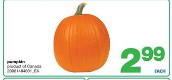 Wholesale Club Pumpkin offer