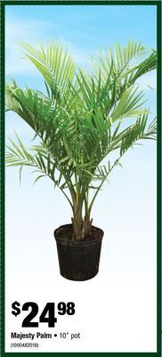 Home Depot Majesty palm offer