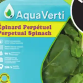 IGA Lettuce or lettuce mix offer