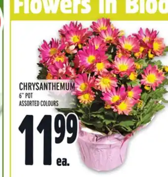 Metro Chrysanthemum offer