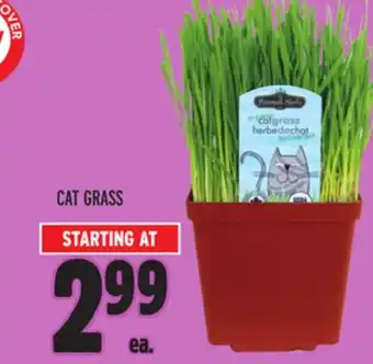 Metro Cat grass offer