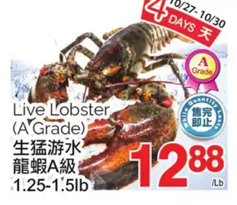 T&T Supermarket Live lobster offer