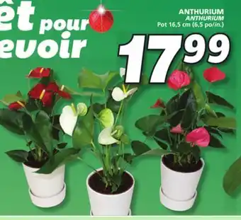 IGA Anthurium offer