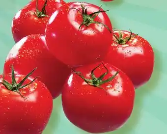Marches Tradition Greenhouse red tomatoes offer