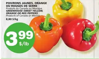 Marches Tradition Greenhouse sweet yellow, orange or red peppers offer
