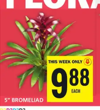 Food Basics 5 bromeliad offer