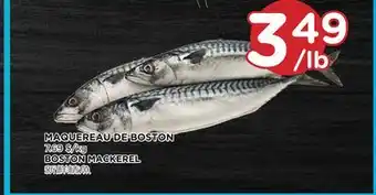 Kim Phat Boston mackerel offer