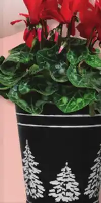 IGA Flowering plant offer