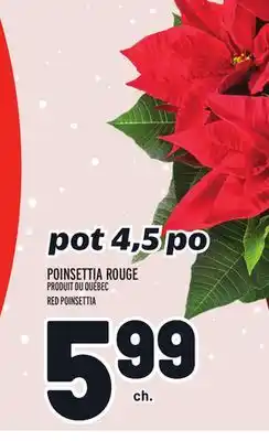 Metro Poinsettia rouge | red poinsettia offer