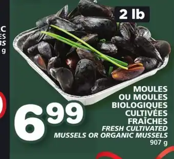 Marches Tradition Fresh cultivated mussels or organic mussels offer