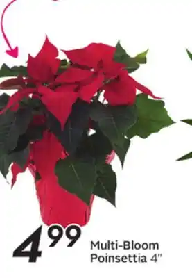 Sobeys Multi-bloom poinsettia offer