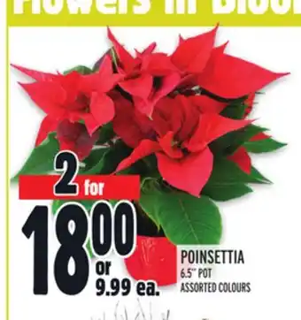 Metro Poinsettia offer
