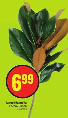 Chalo FreshCo Large magnolia 4 stem bunch offer