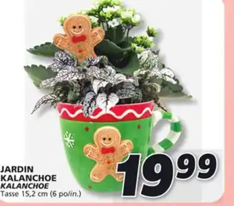 IGA Kalanchoe offer