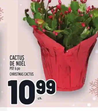 Metro Cactus de noël | christmas cactus offer