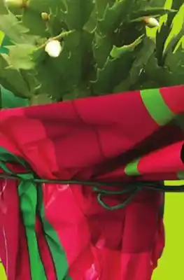 FreshCo Christmas cactus 4 pot offer