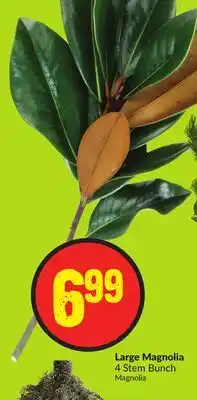 FreshCo Large magnolia 4 stem bunch offer