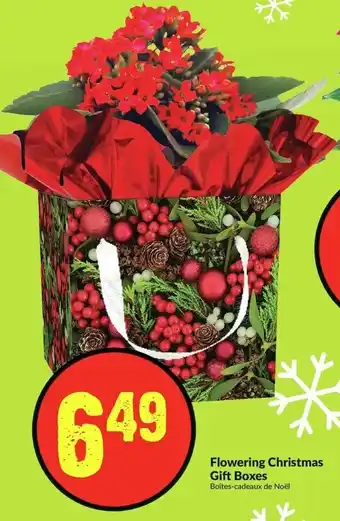 FreshCo Flowering Christmas Gift Boxes offer
