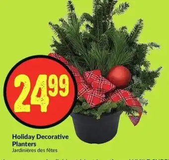 FreshCo Holiday Decorative Planters offer