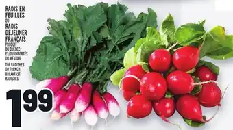 Metro Radis en feuilles ou radis déjeuner français | top radishes or french breakfast radishes offer