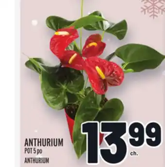 Metro Anthurium | anthurium offer