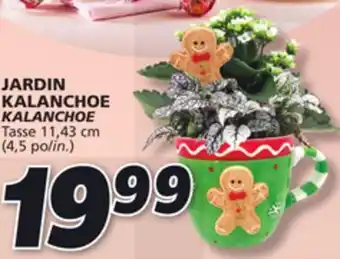 IGA Kalanchoe offer