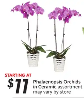 Sobeys Phalaenopsis orchids in ceramic offer