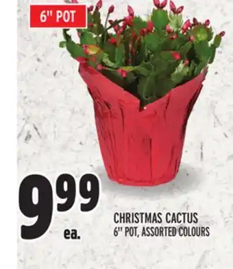 Metro Christmas cactus offer