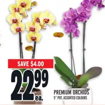 Metro Premium orchids offer
