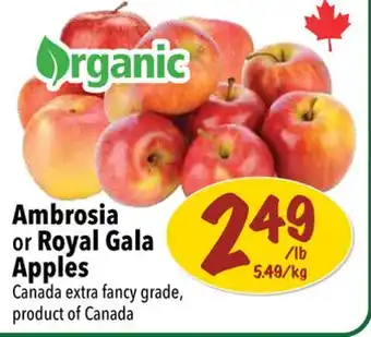 Farm Boy Ambrosia or royal gala apples offer