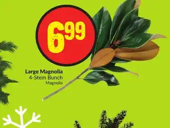 FreshCo Large magnolia 4-stem bunch offer