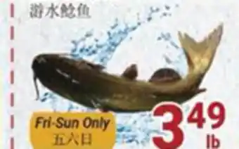 Oceans Fresh Food Market Live cat fish offer
