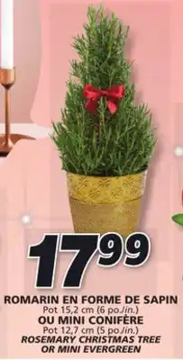 IGA Rosemary christmas tree or mini evergreen offer