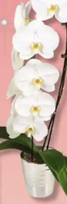 IGA Waterfall orchid offer