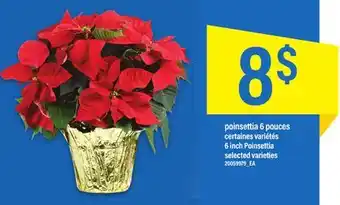 Maxi Poinsettia 6 pouces offer