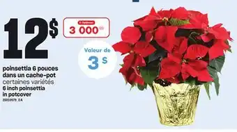 Provigo Poinsettia 6 pouces dans un cache-pot offer