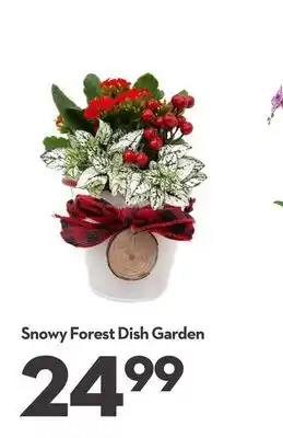 Longo's Snowy forest dish garden offer