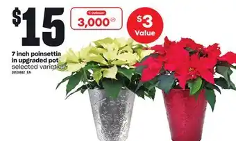 Loblaws 7 inch poinsettia in upgraded pot offer