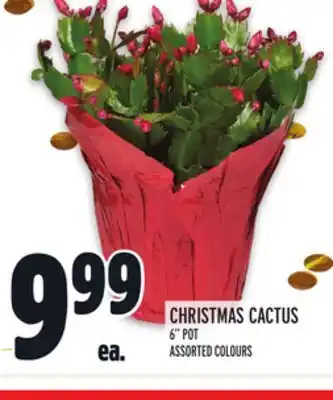 Metro Christmas cactus offer