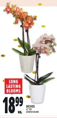 Metro Orchids offer
