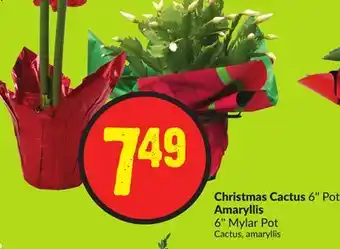 Chalo FreshCo Christmas cactus 6 pot amaryllis 6 mylar pot offer