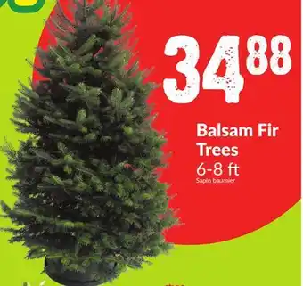 Chalo FreshCo Balsam fir trees 6-8 ft offer